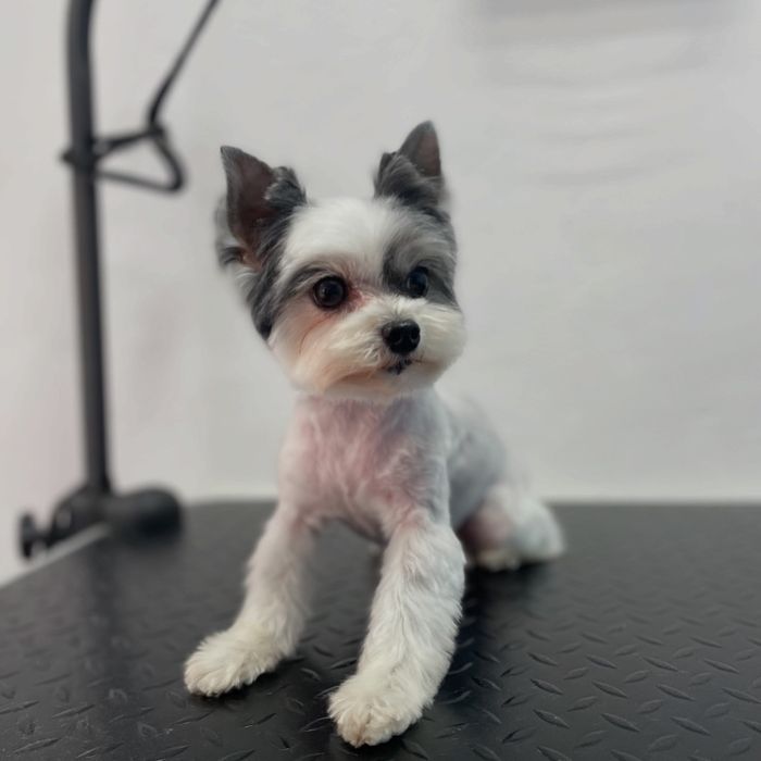 Стрижка собак | груминг котов | триминг | Запорожье