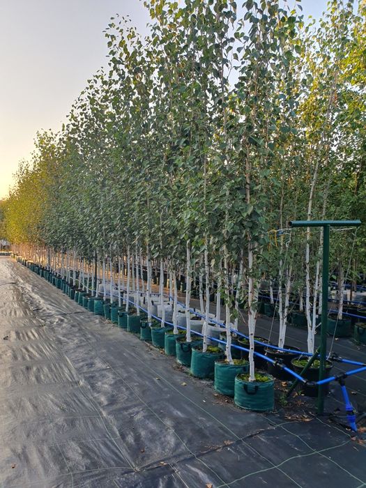 Drzewa alejowe- lipa, grab, klon, brzoza, platan, śliwa i inne