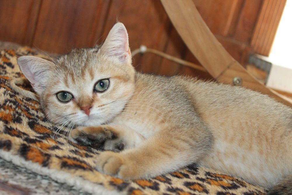 Золота шиншилла хлопчик з вет.паспортом