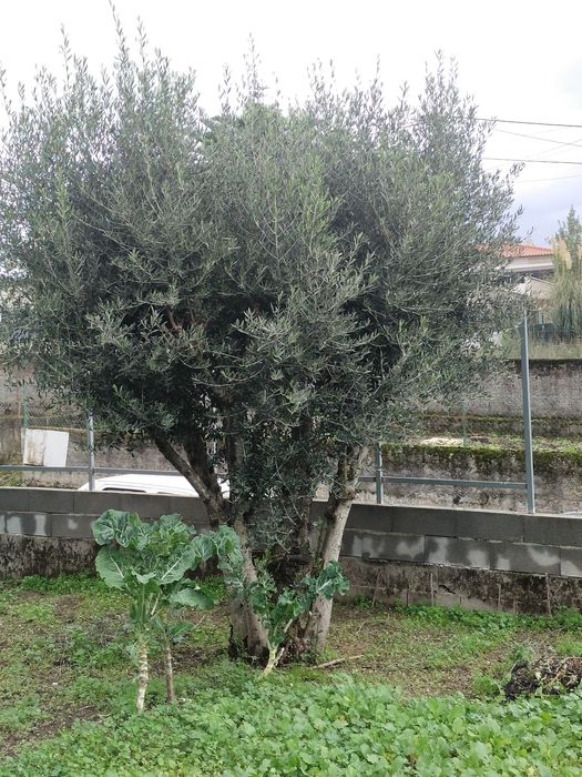 Oliveiras de boa qualidade