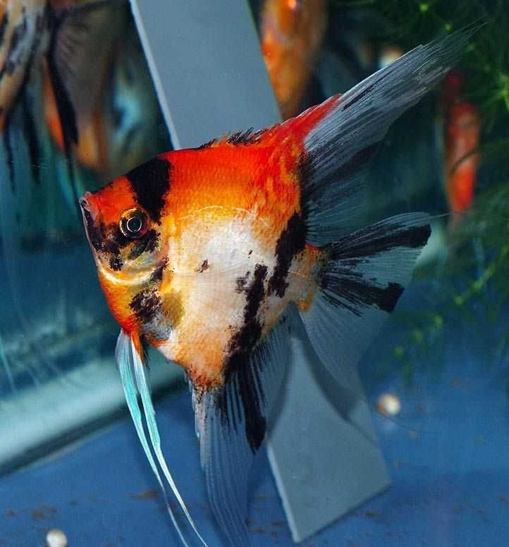 Żaglowiec skalar odmiana RED DEVIL - Pterophyllum scalare - dowozimy