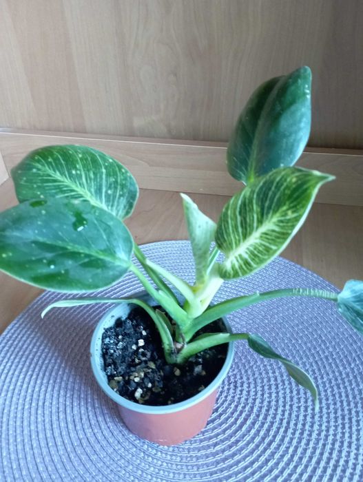 Філодендрон Біркін Birkin