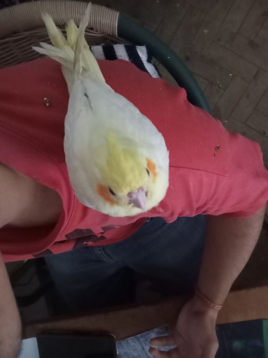 Vendo caturra criada a mão