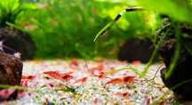 Camarão neocaridina sortido ( varias cores )