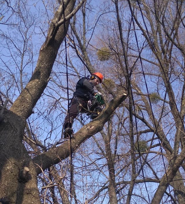 ОБРЕЗКА   ДЕРЕВЬЕВ.. ОБРІЗКА ДЕРЕВ . Аварійні та фруктові .