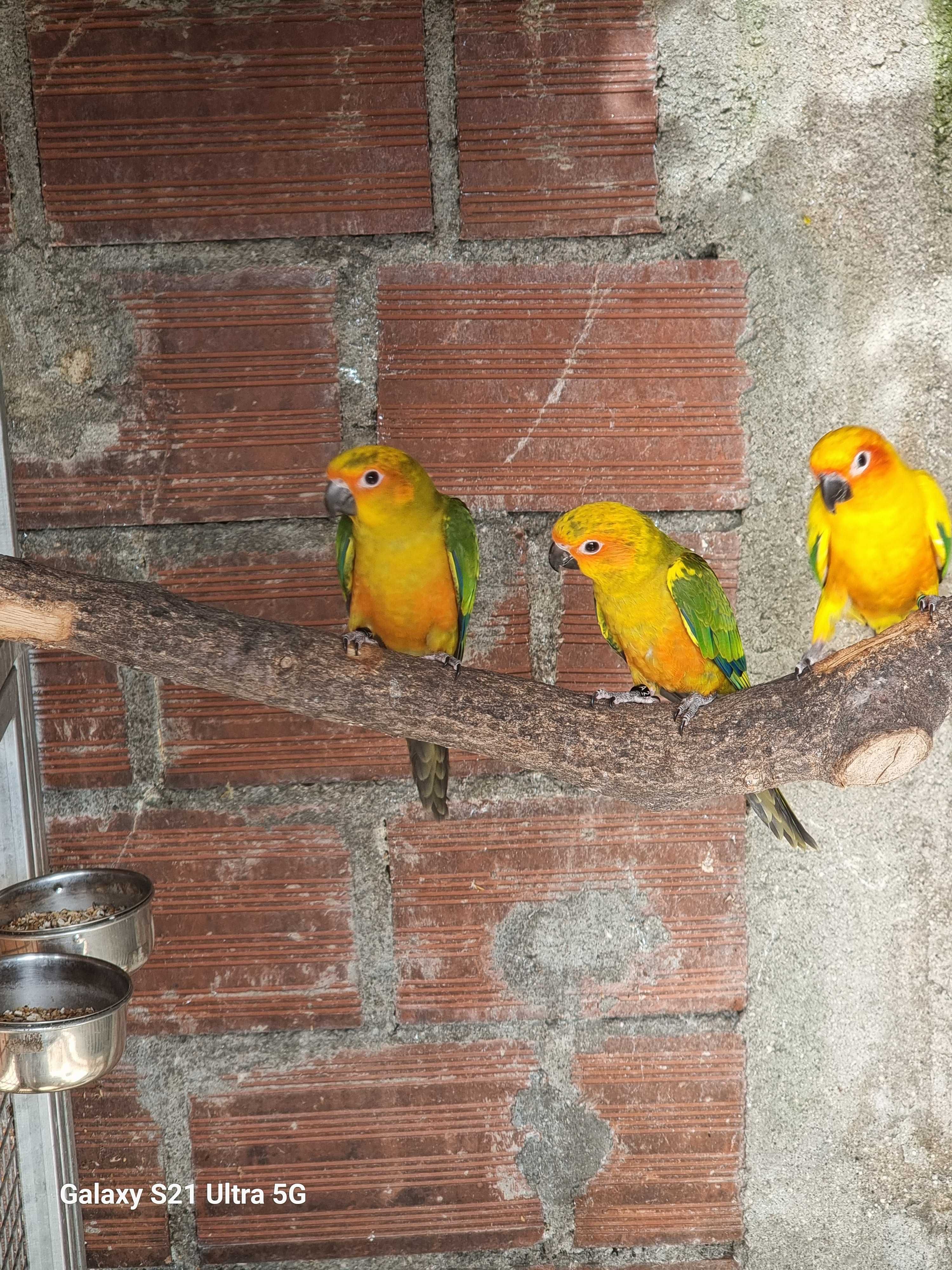 Casal aratingas sol nao consanguineos