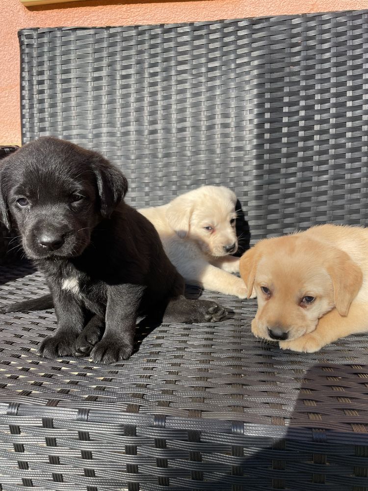 Szczeniak labrador retriver