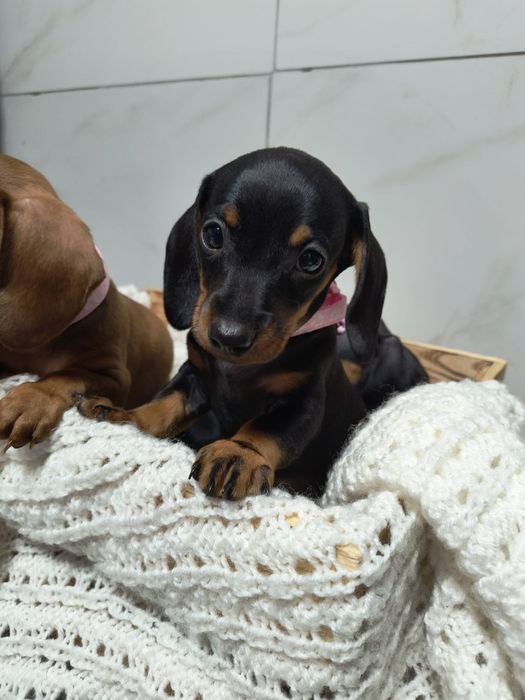 Jamnik krótkowłosy suczka czarna