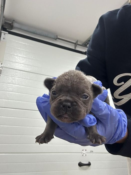 Bulldog Francês Exótico