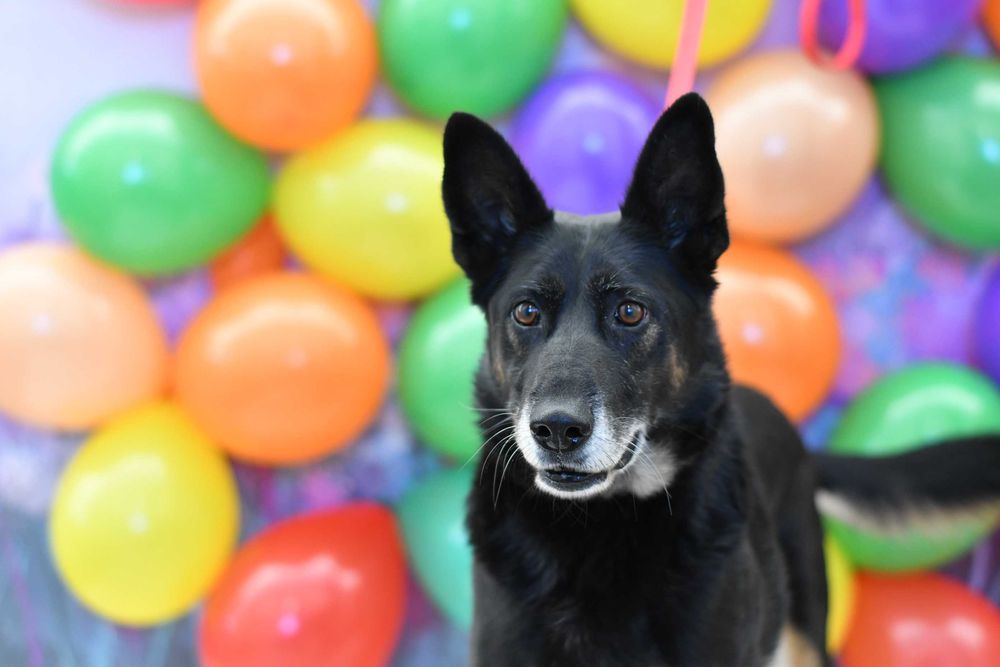 Radosny Aston potrzebuje domku!