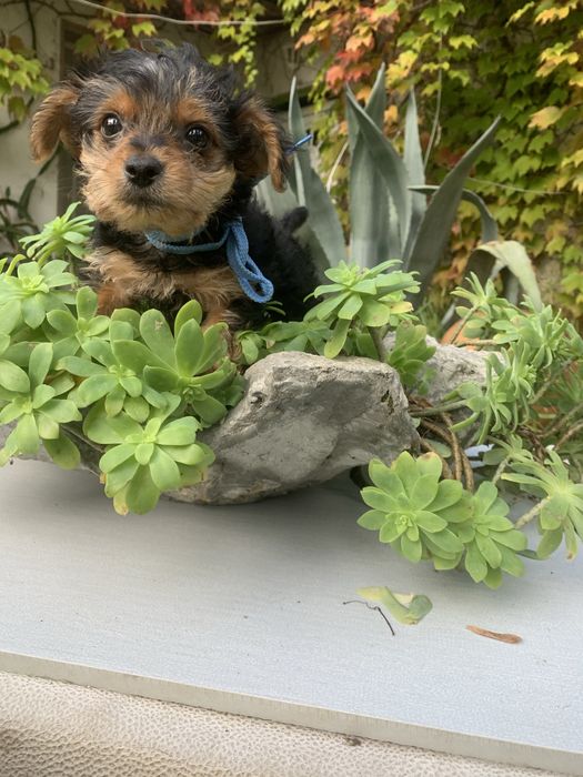Yorkshire Terrier bebé