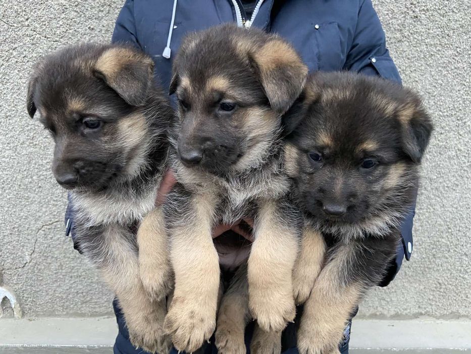 Продаються цуценята німецької вівчарки.