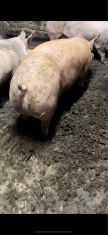 Продам Свинки беконні