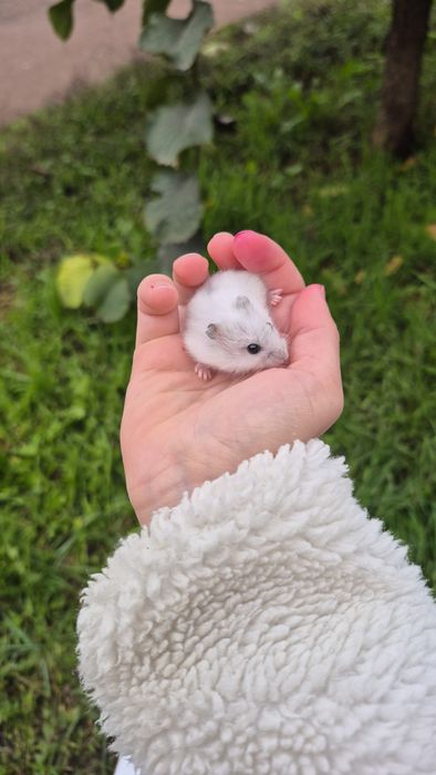 Хом'яки маленькі