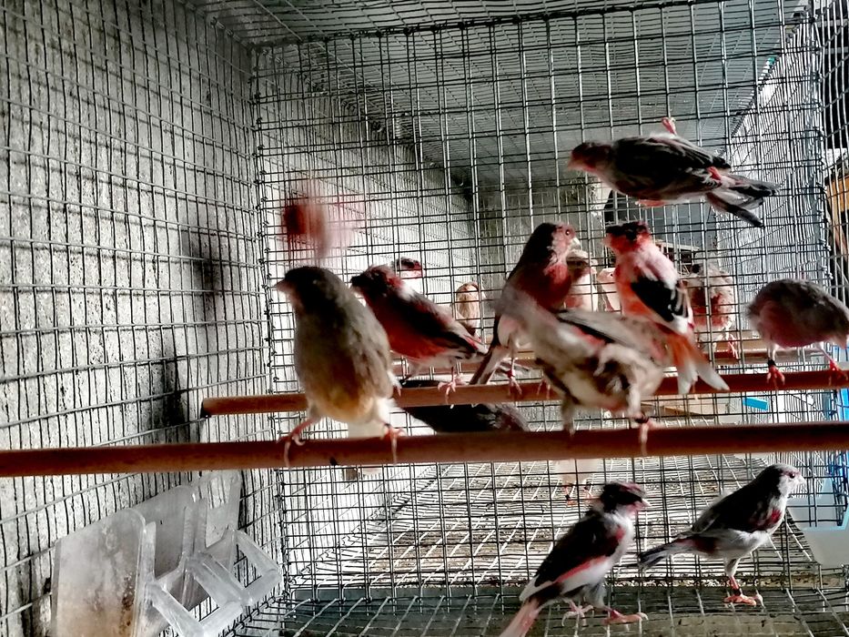 Canários Arlequim Português