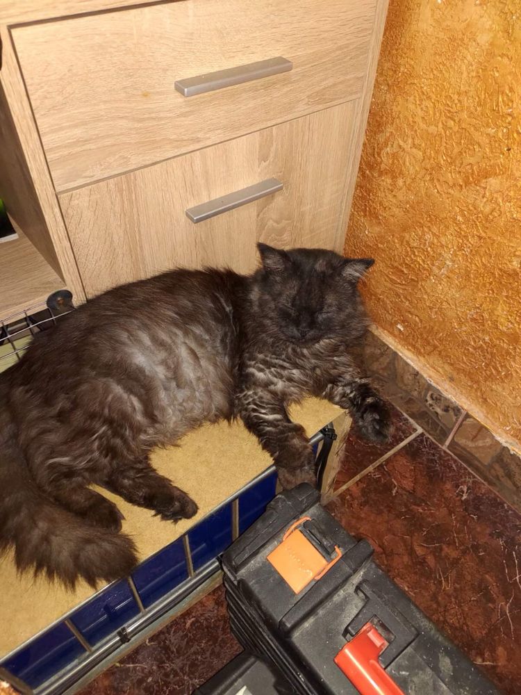 Котик молодий,ручний,кастрований,має всі вакцини