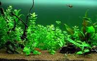 Lote de plantas fáceis para aquário -  Principiantes