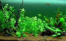 Lote de plantas fáceis para aquário -  Principiantes