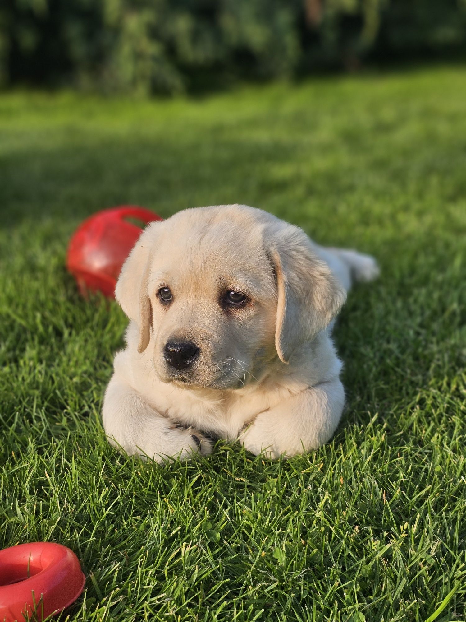 Labrador retriever pies
