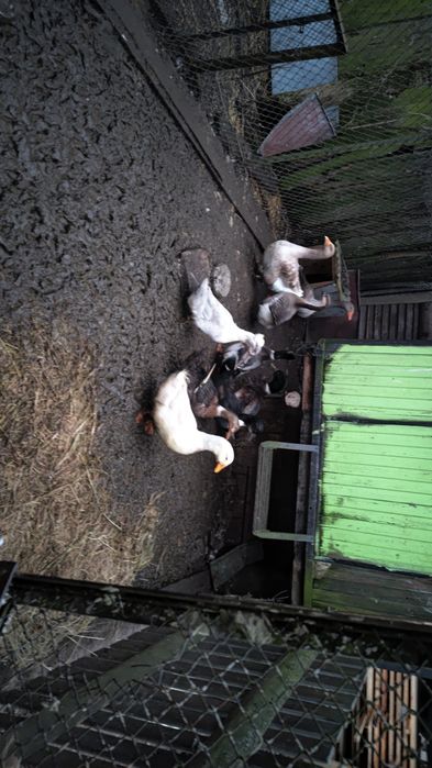 Sprzedam drób.  Kaczki indyki perliki