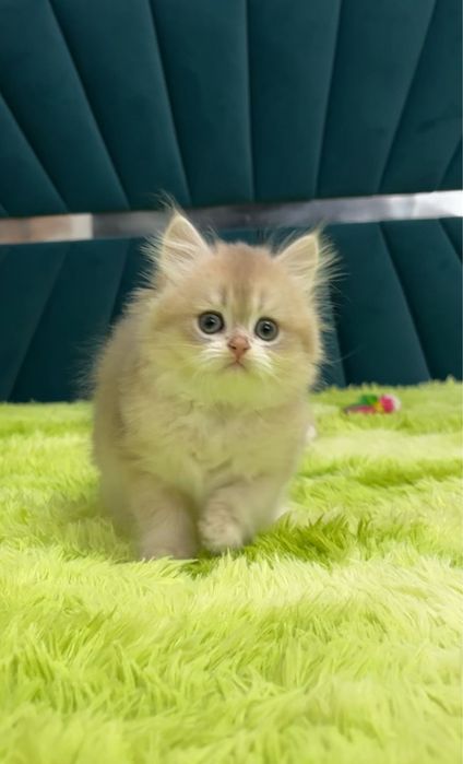 Розкішна дівчинка Британочка довгошерстна.