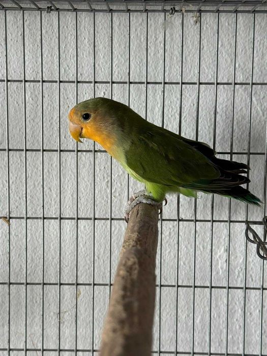 Agapones  possibilidade de ser casal ou individual aves muito bonitas