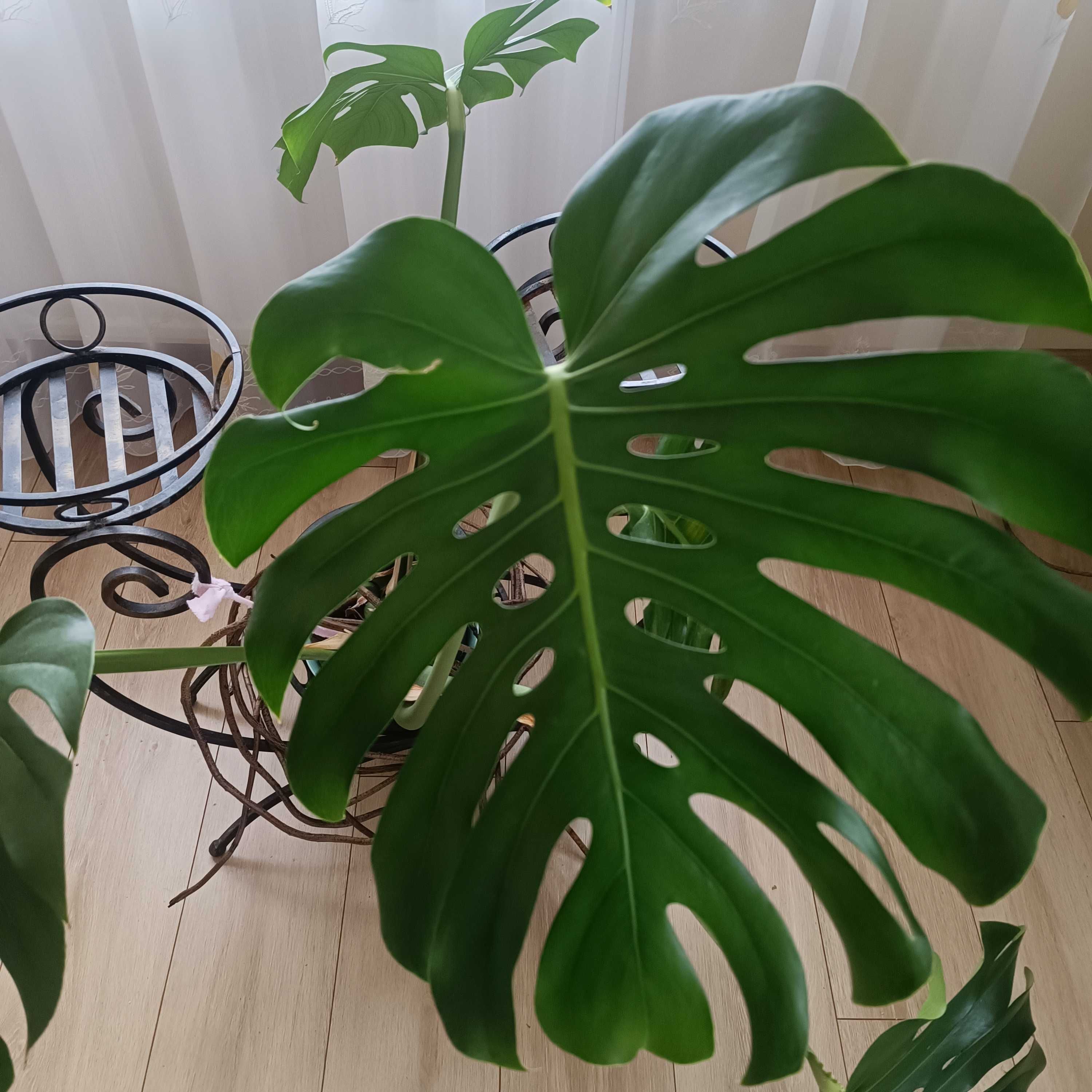 Monstera wielkolistna z pięknego matecznika.