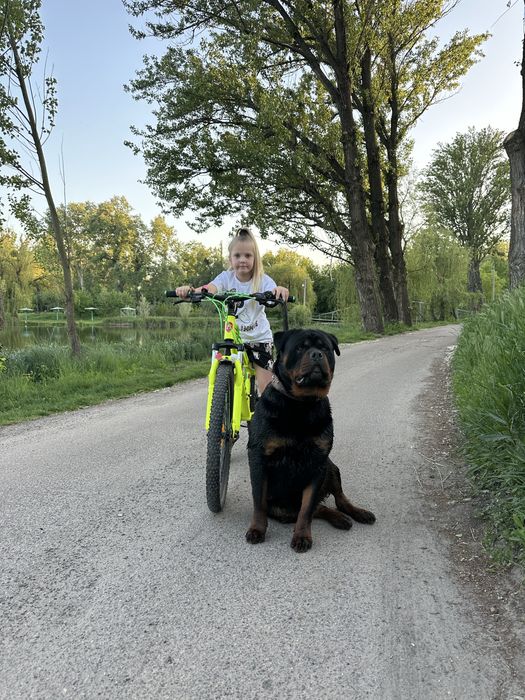 Ротвейлер молодой вязка