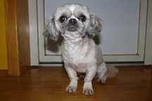 Shih Tzu, dorosły piesek.