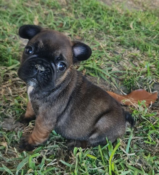 Bulldog Francês Red fawn Sable