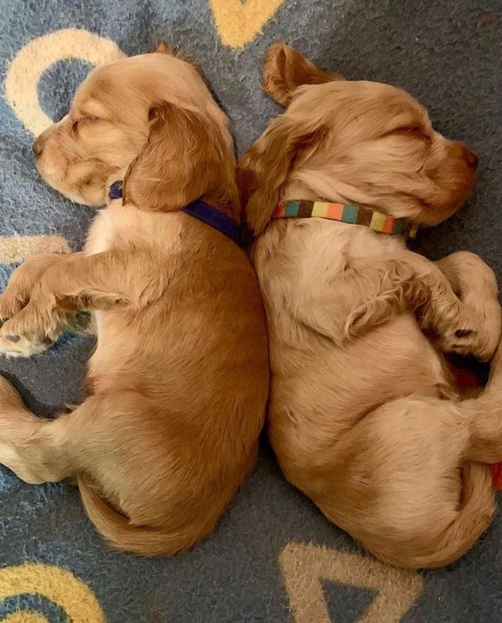 Дівчинка кокер спаніеля – сонячна і ніжна водночас