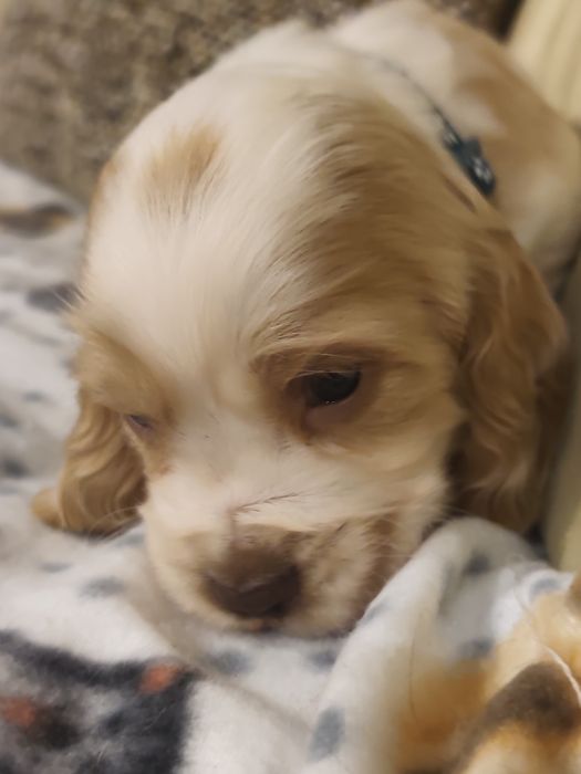 Cocker Spaniel MENINO