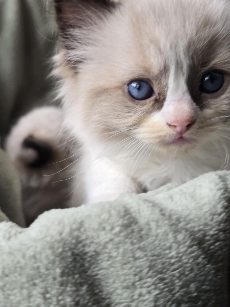 Kotek Ragdoll na kolanka