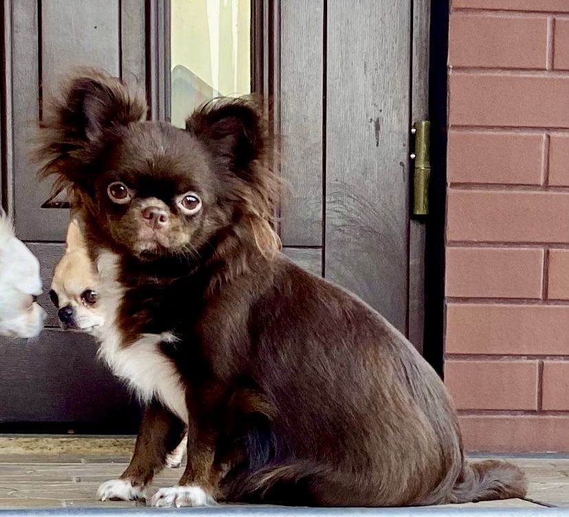 Dolar chihuahua chlopiec FCI