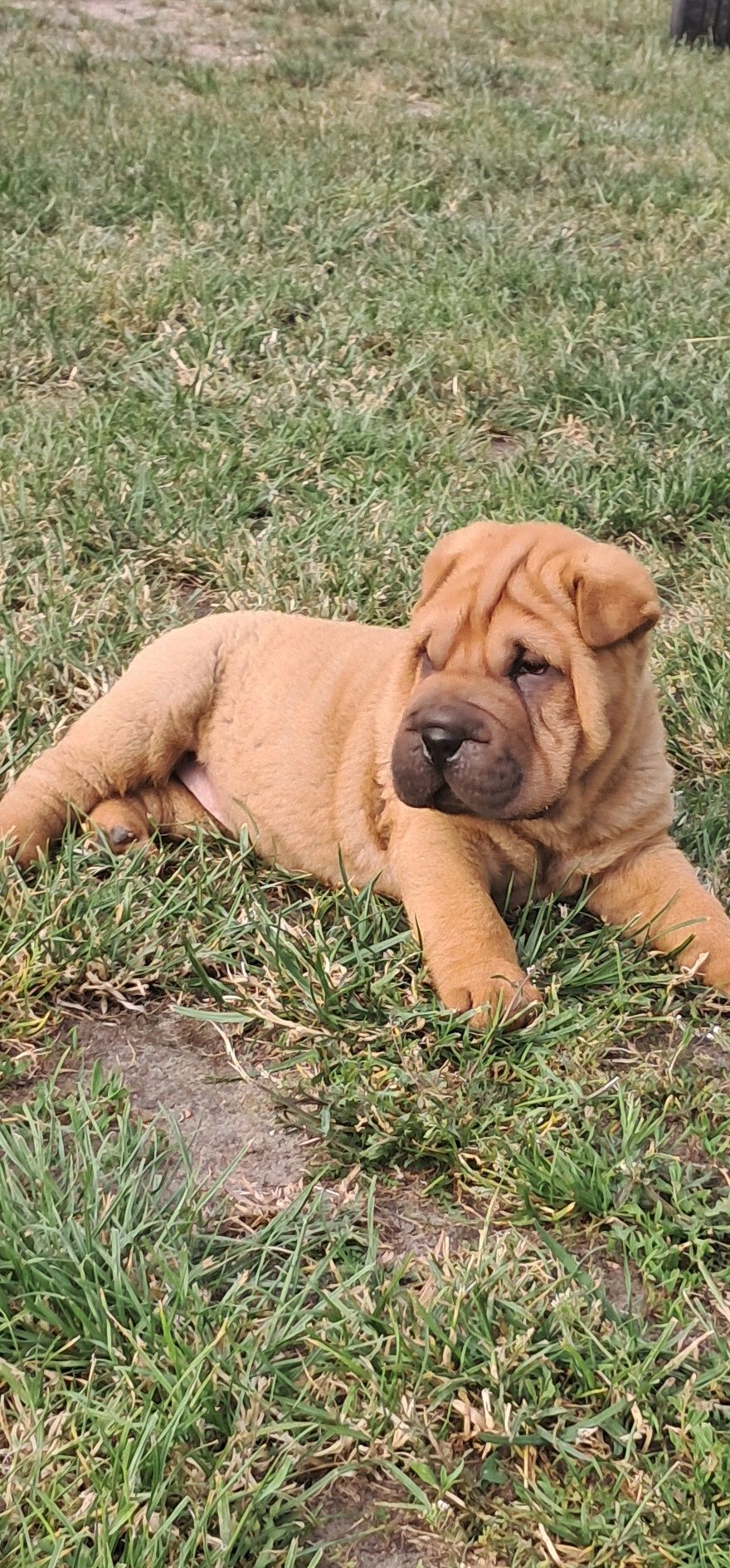 Śliczna suczka shar pei