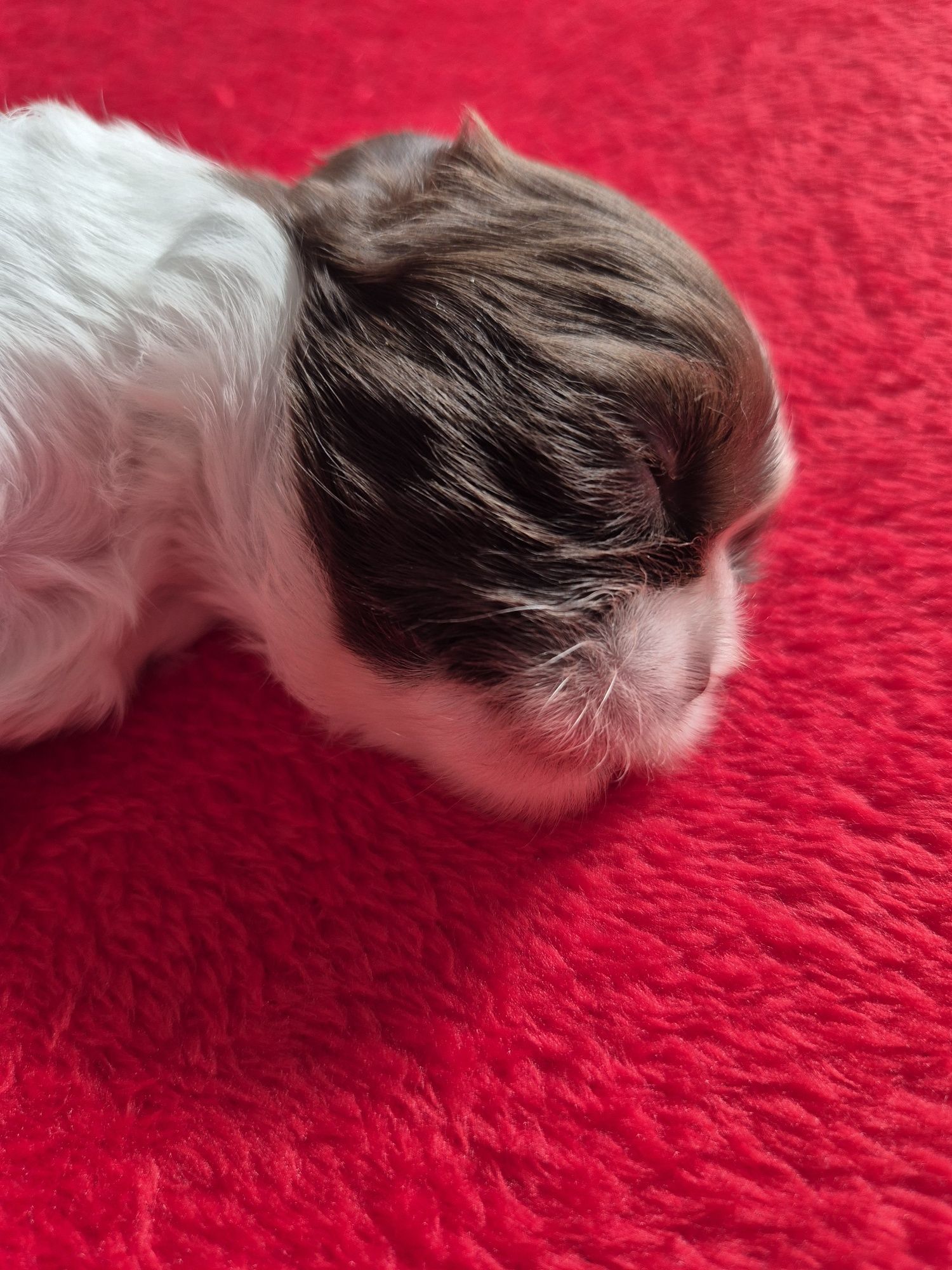 Przepiękna biało czekoladowa sunia Shih-Tzu