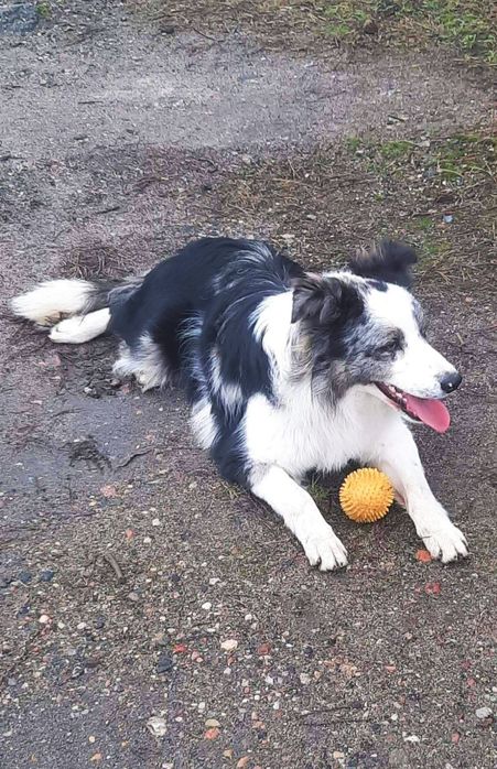 Piesek Border Collie
