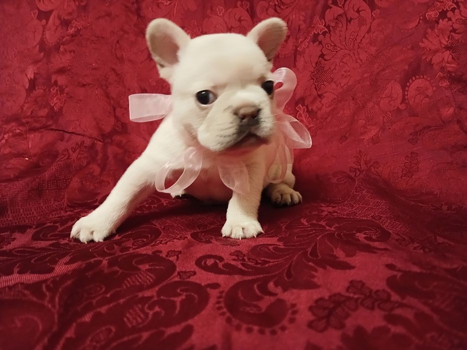 Французята щенки мальчики и девочки как на подарки  к празднику