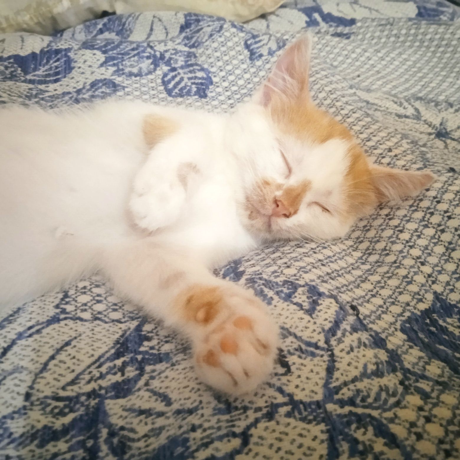 Одам в хорошие руки котенка
