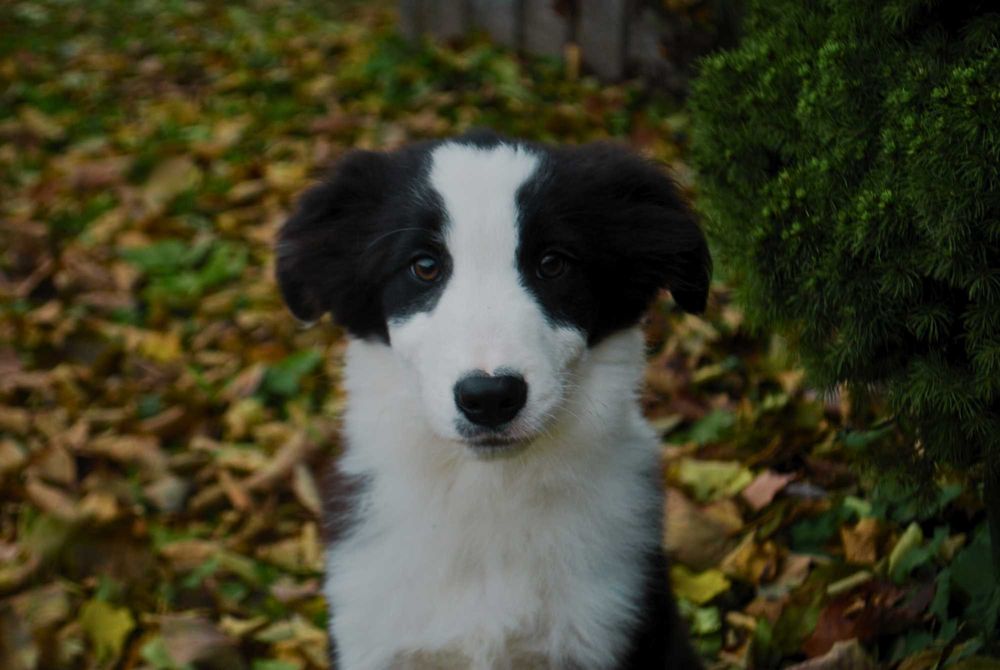 Sprzedam Szczeniaka Border Collie