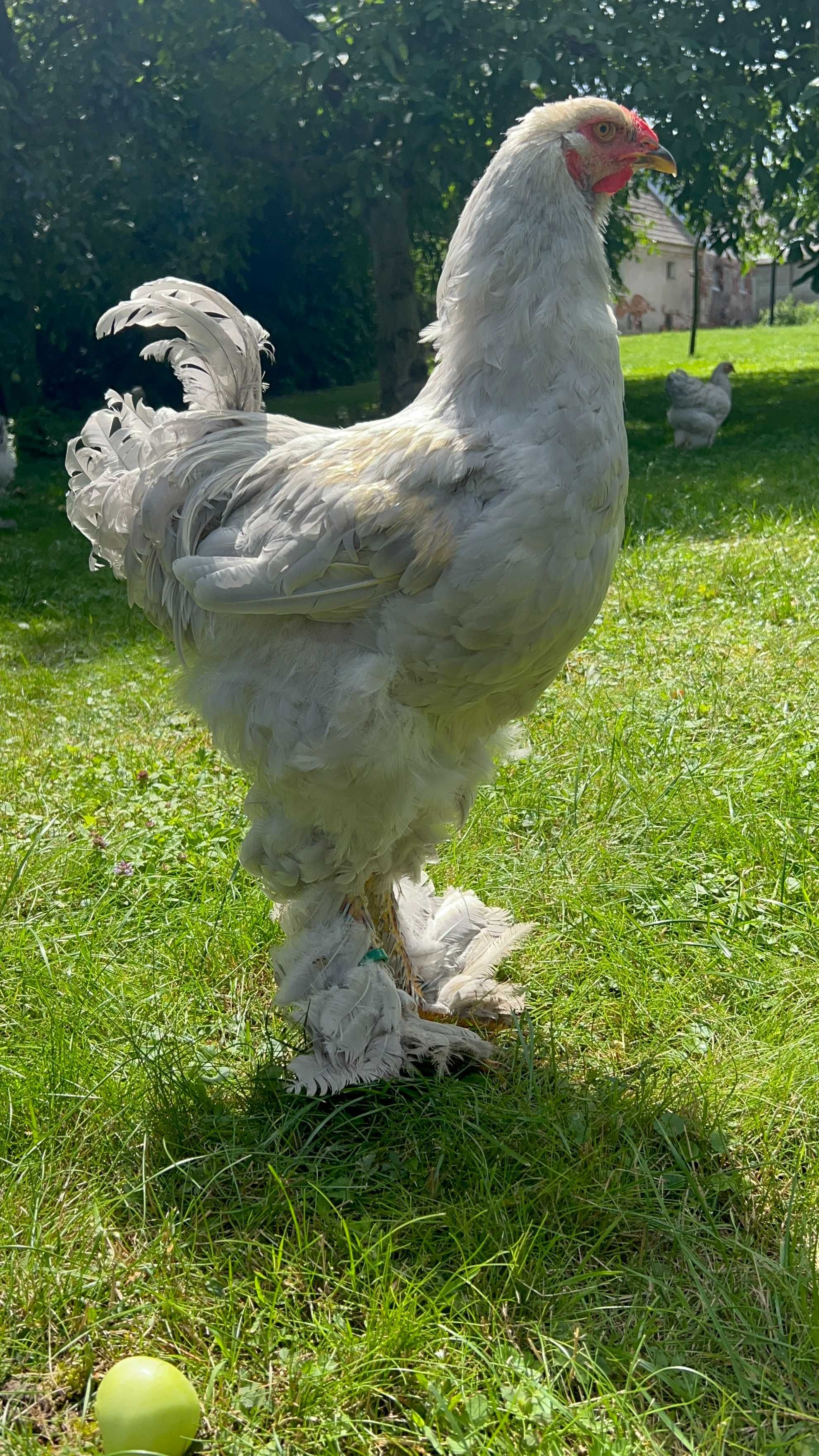 Brahma olbrzymia kury ozdobne