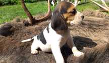 Beagle pieski tricolor