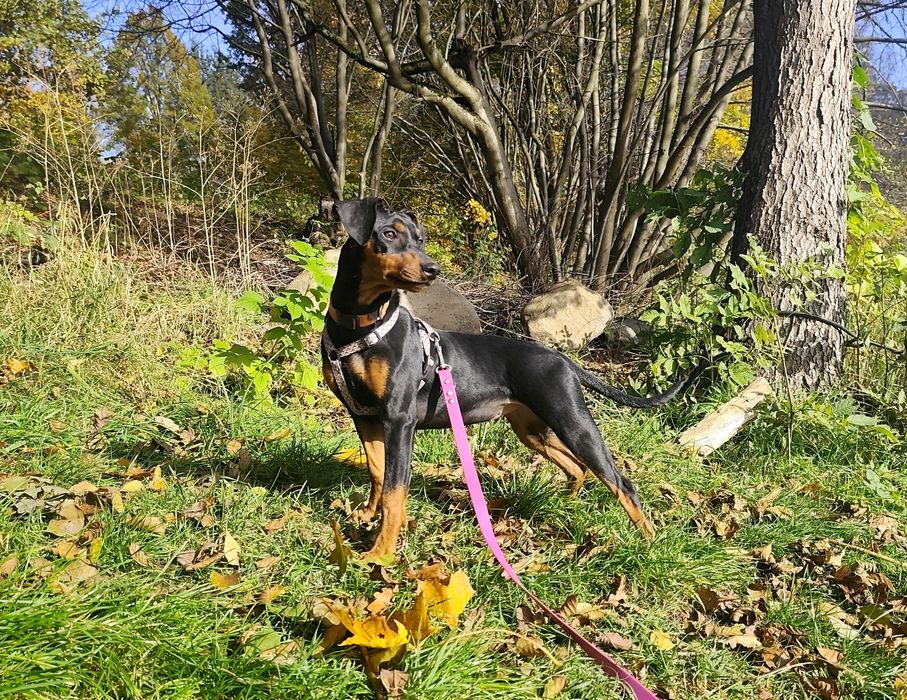 Suczka - pinczer średni - Sierra