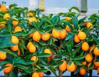Kumquat biológicos