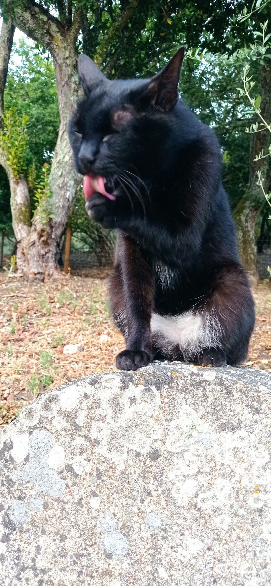 Gato para adopção