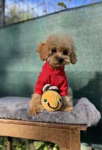 Maltipoo f1 chłopiec pies apricot biszkoptowy maltańczyk pudel toy red