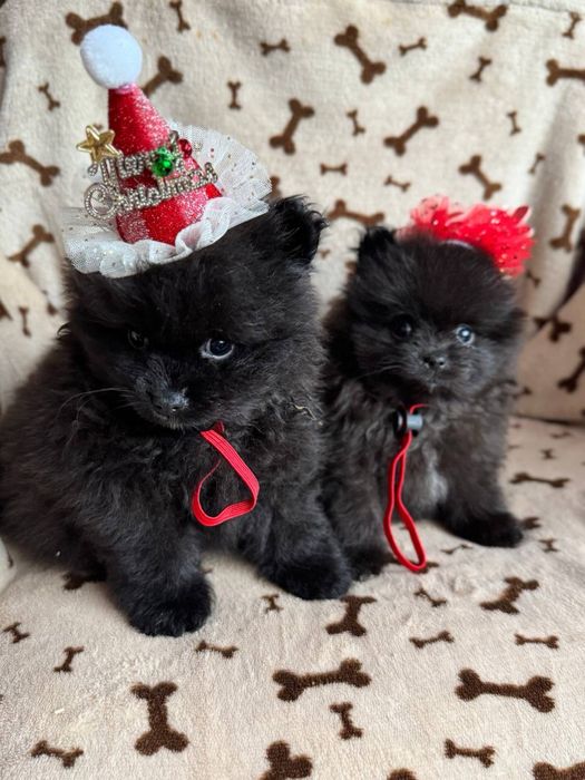 Кремові та чорні цуценята шпіц