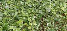 Bluszcz hedera sadzonki