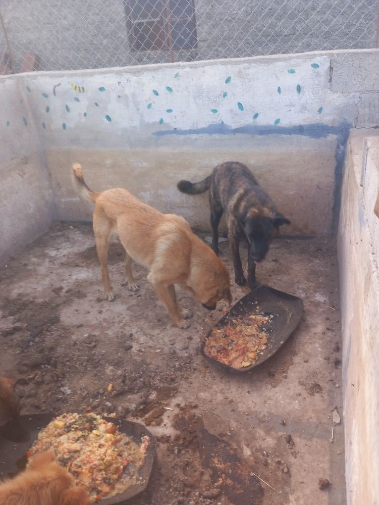 Dou cães e cadelas serra da estrela