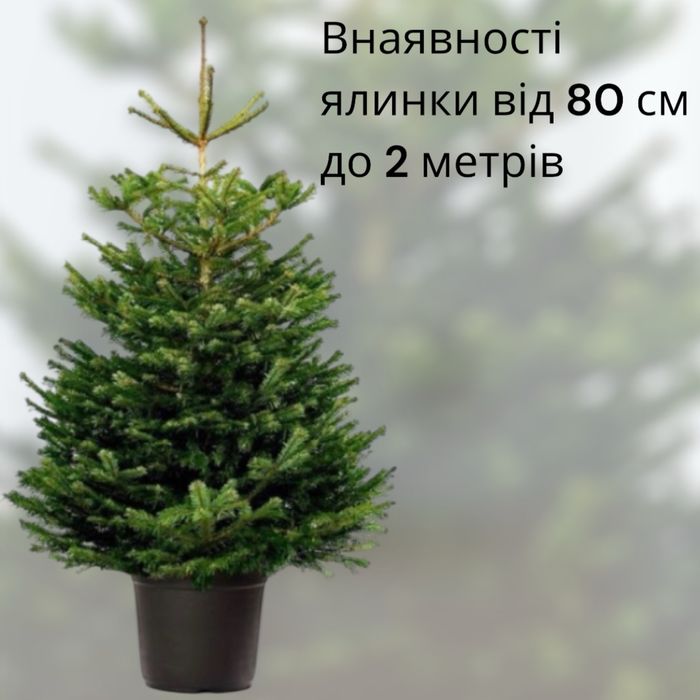 карпатські живі ялинки у горщику з корінням новий рік